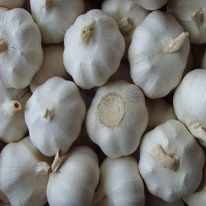 Pure White Fresh Garlic with 5.5-6.0cm