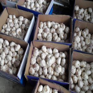 Fresh Garlic Packed by Carton
