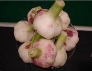 pure white garlic 