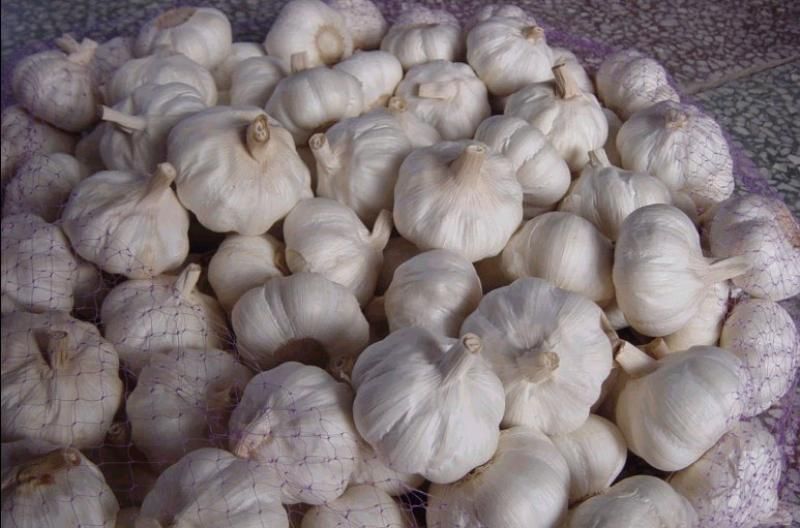 garlic ,red garlic 