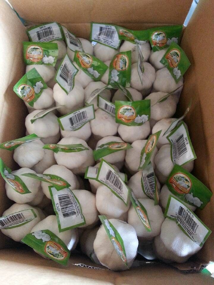 pure white garlic in stock