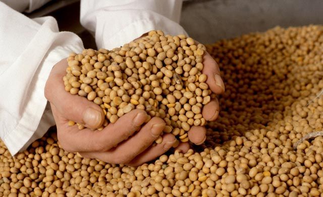 Crude and Refined Soybean For Sale