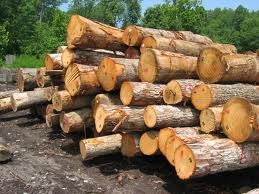 Firewood Logs