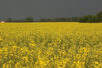 Refined Canola oil