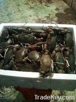 live mud crab