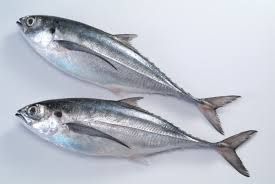 W/R Frozen Horse Mackerel  