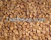 top quality Roasted Buckwheat