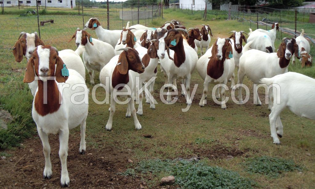 Quality Live Boer Goats,Saanen Goats, Kalahari Red Goats