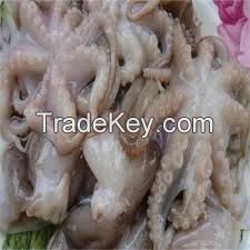 Octopus IQF/IWP (Baby / Big Size) Hot Sale Quality