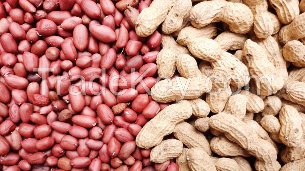 Roasted Blanched Peanuts Unsalted, Raw Blanched Peanuts, Hazel Nuts