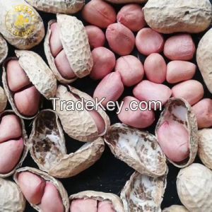 Blanched Peanut Kernels And Raw Peanut, Red Skin Peanuts, Groundnuts for sale