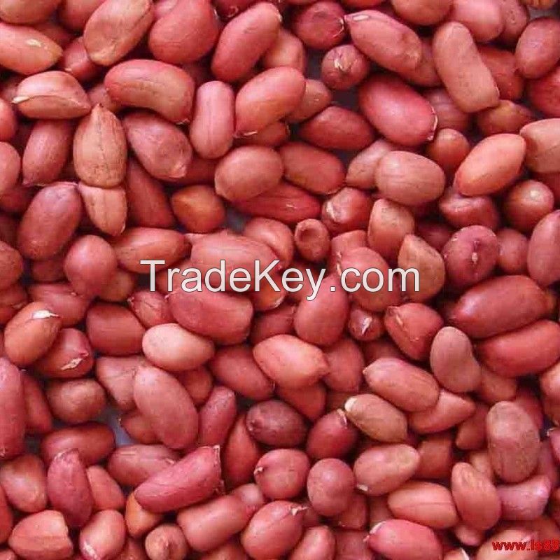 Red Skin Peanuts, Bold Peanut Kernels, Hazel Nuts, Groundnuts for sale