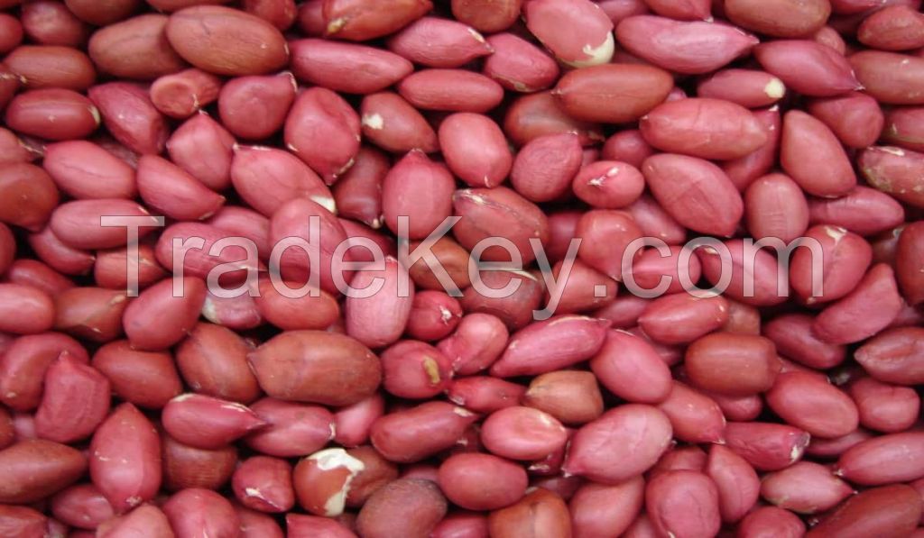 Buy Red Skin Peanuts (Raw), Red Skin Peanuts, Hazel Nuts, Groundnuts for sale