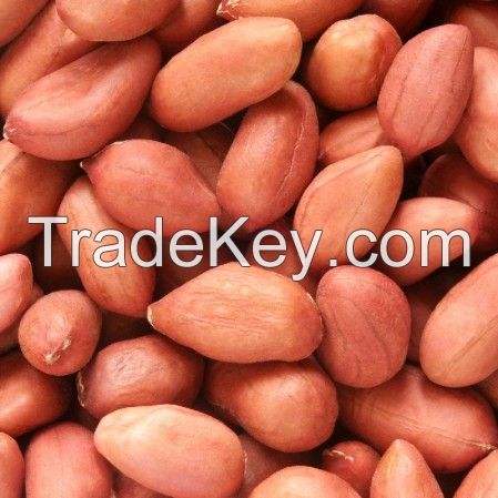 Wholesale Jumbo Peanut Seeds, Raw/Roasted Blanched Peanuts, Hazel Nuts