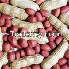 Roasted, Raw And Organic Raw Peanuts, Red Skin Peanuts, Hazel Nuts, Groundnuts for sale