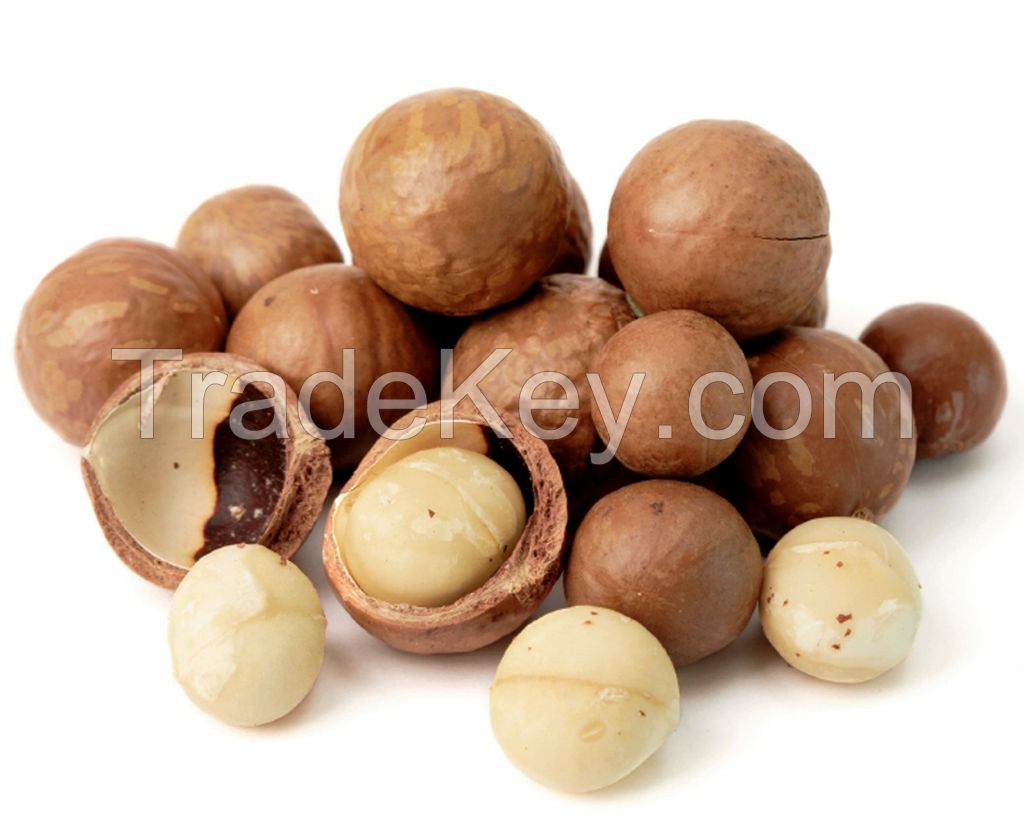 Macadamia Nuts in Shell, Bulk Macadamia Nuts Kernels, Macadamia Nuts Whole