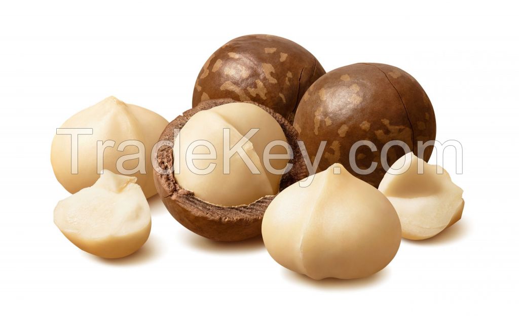 Raw In-shell Macadamia Nuts, Hazel Nuts, Pecan Nuts for sale