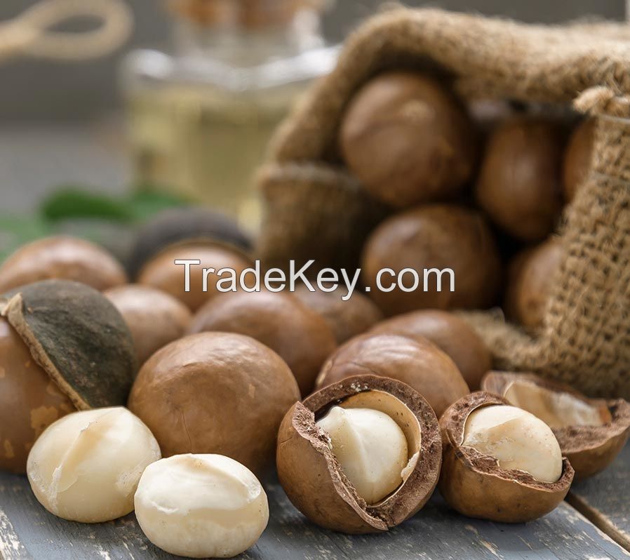 Roasted Salted Macadamia Nuts Kernel, Raw Macadamia Nuts, Brazil Roasted Macadamia Nuts For Sale