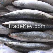 Buy Fresh Sardines Online, European Frozen Sardines, Frozen Bonito, Frozen Horse Mackerel, Frozen Mackerel Available