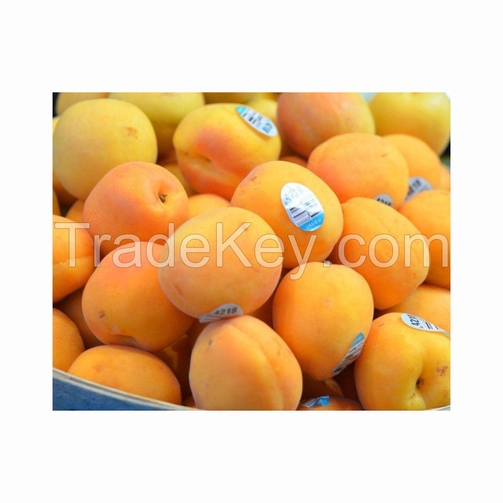 Top Quality Fresh Apricot, Organic Fresh Apricot, Fresh Apricot Fruit Supplier