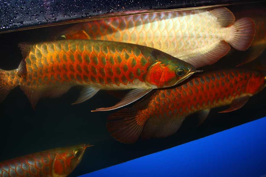 Arowana Fish