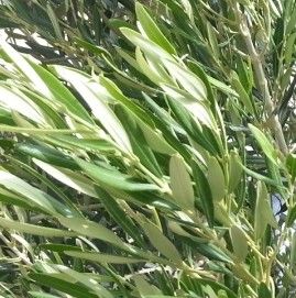 Olive Leaf Extract  Oleuropein