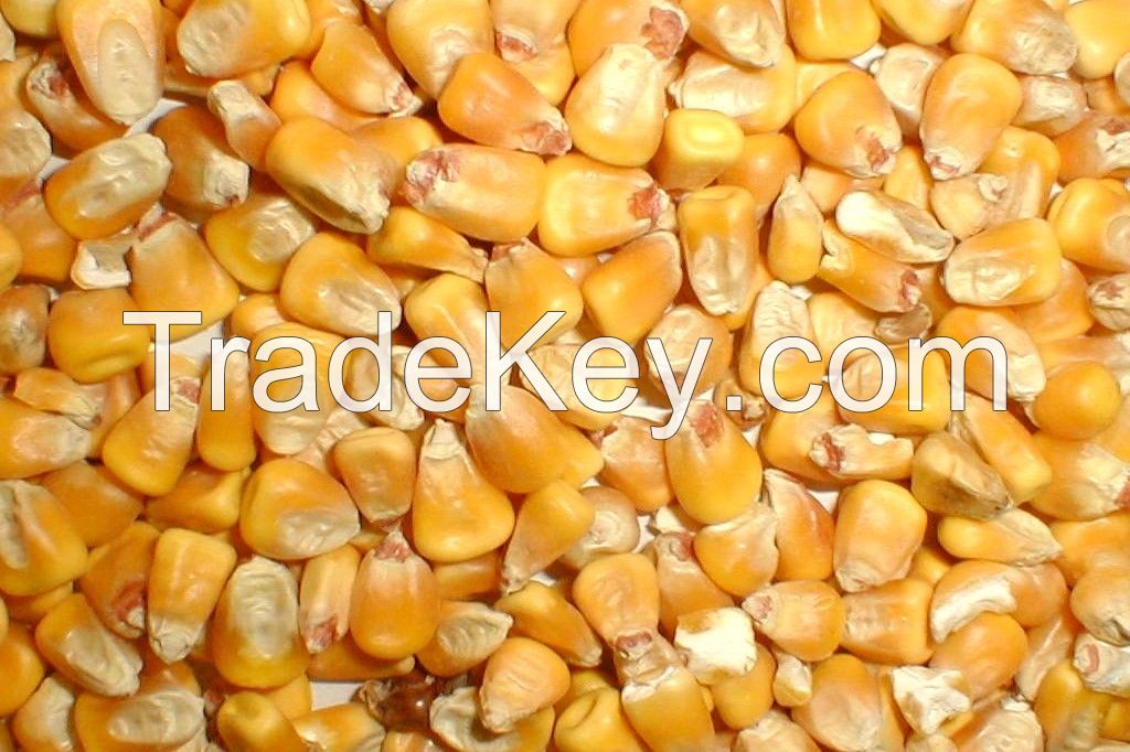 Yellow corn for animal feeds
