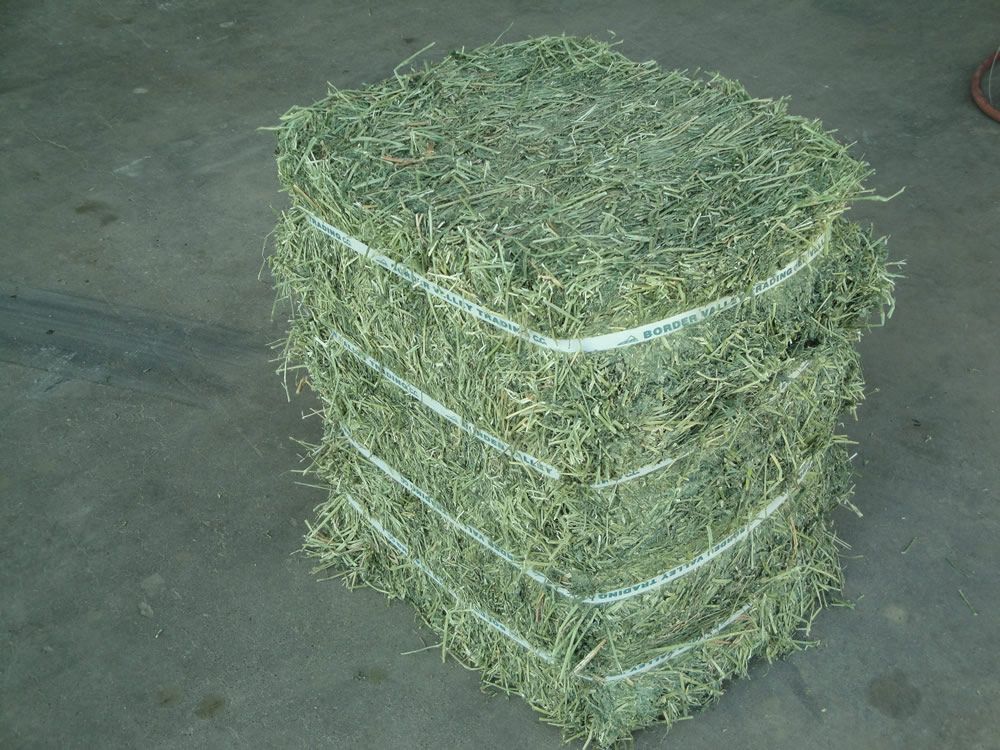 FRESH GREEN...ALFALFA HAY.....1ST CUT FOR SALE..!!!