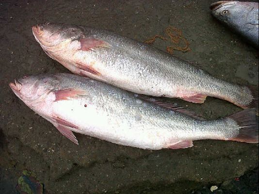 Silver weakfish (Corvina)