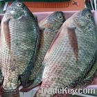 tilapia fillet