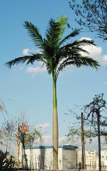stable fake king coconut tree with steel