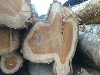 Teak wood, 