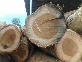 Teak wood, 