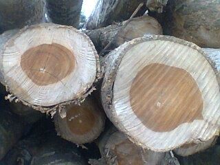 Teak wood, 