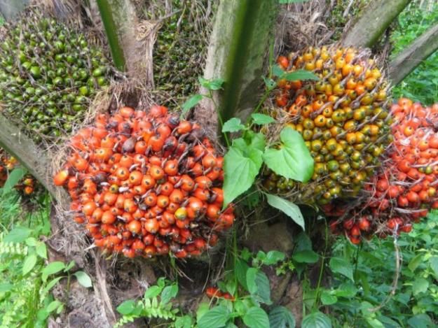 Crude & Refined Palm Oil
