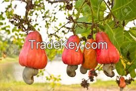 Raw cashew nuts