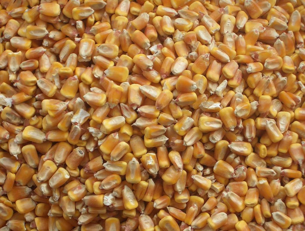 Maize | Maize Exporter | Corn Grain Seller | Maize Buyer | Bulk Maize Grain Importer | Corn bean Buyer | Corn bean Wholesaler | Corn Grain Manufacturer | Best Quality Corn Grain | Cheap Maize Supplier | Low Price Corn | Yellow Corn | White Cron | Baby Mai