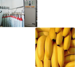  Ripening Chamber for Banana