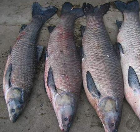 black carp