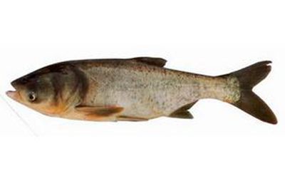 silver carp 