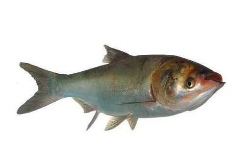 silver carp 