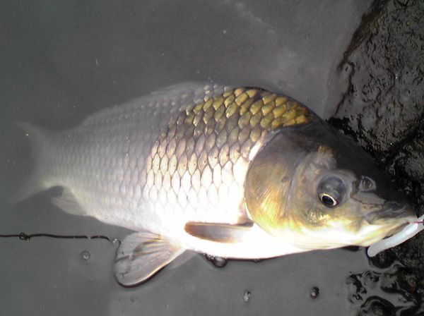 crucian 