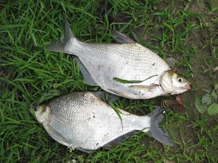 bream 