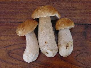 Boletus edulis