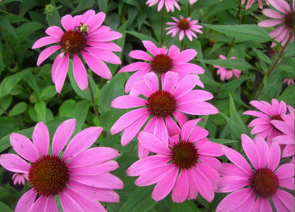 Echinacea Extract