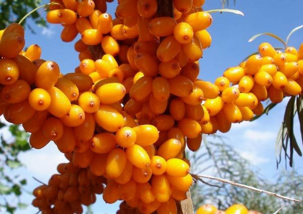 Sea Buckthorn Extract