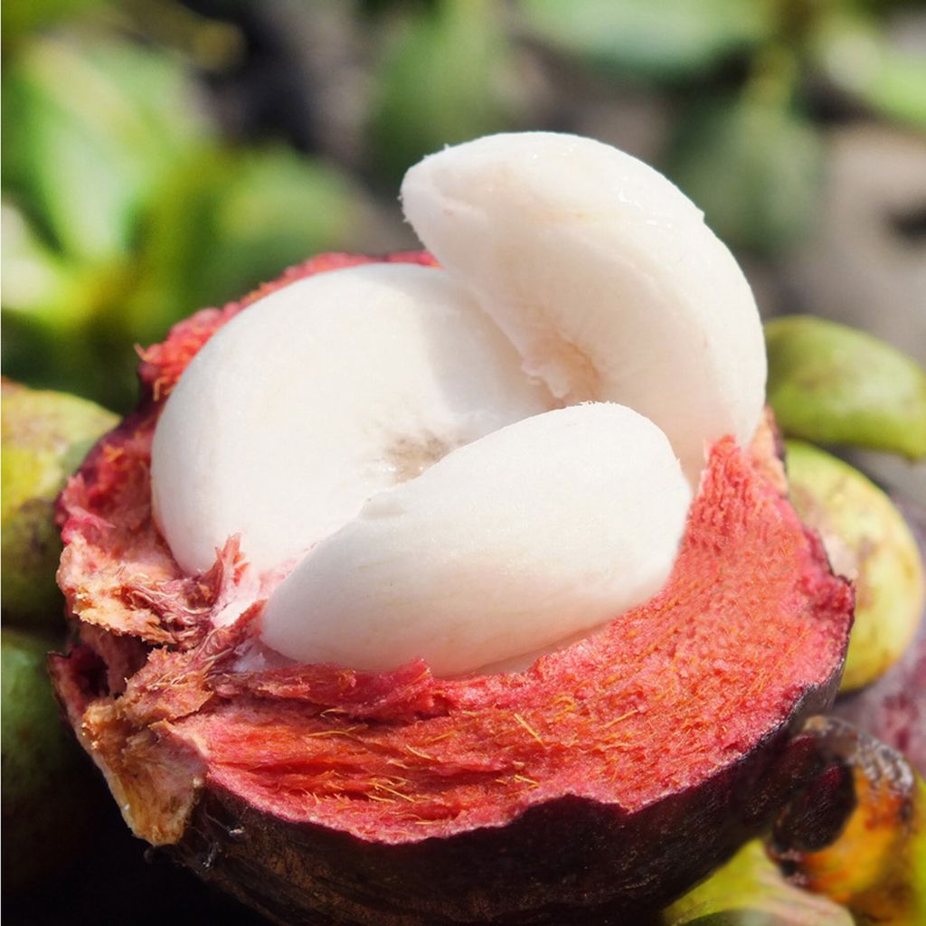 Mangosteen Extract.-Mangostin