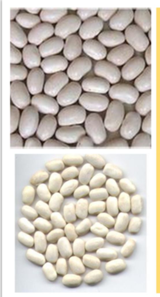 Nature white kidney bean plant extract phaseolin1%  