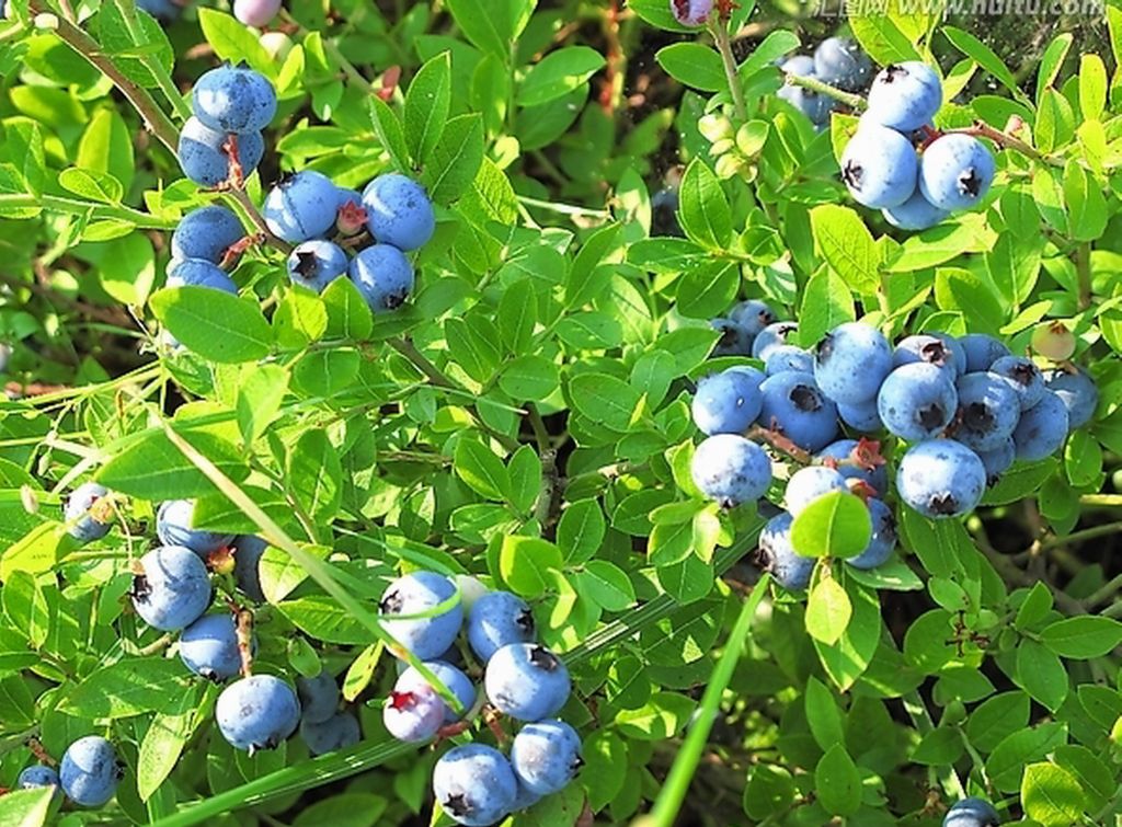 Bilberry_bilberry extract_84082-34-8