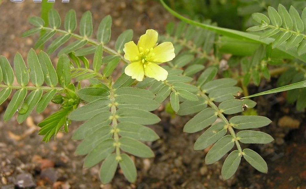 Tribulus Terrestris extract